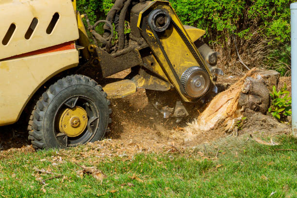 Best Tree Preservation Services  in Nneconne, WI